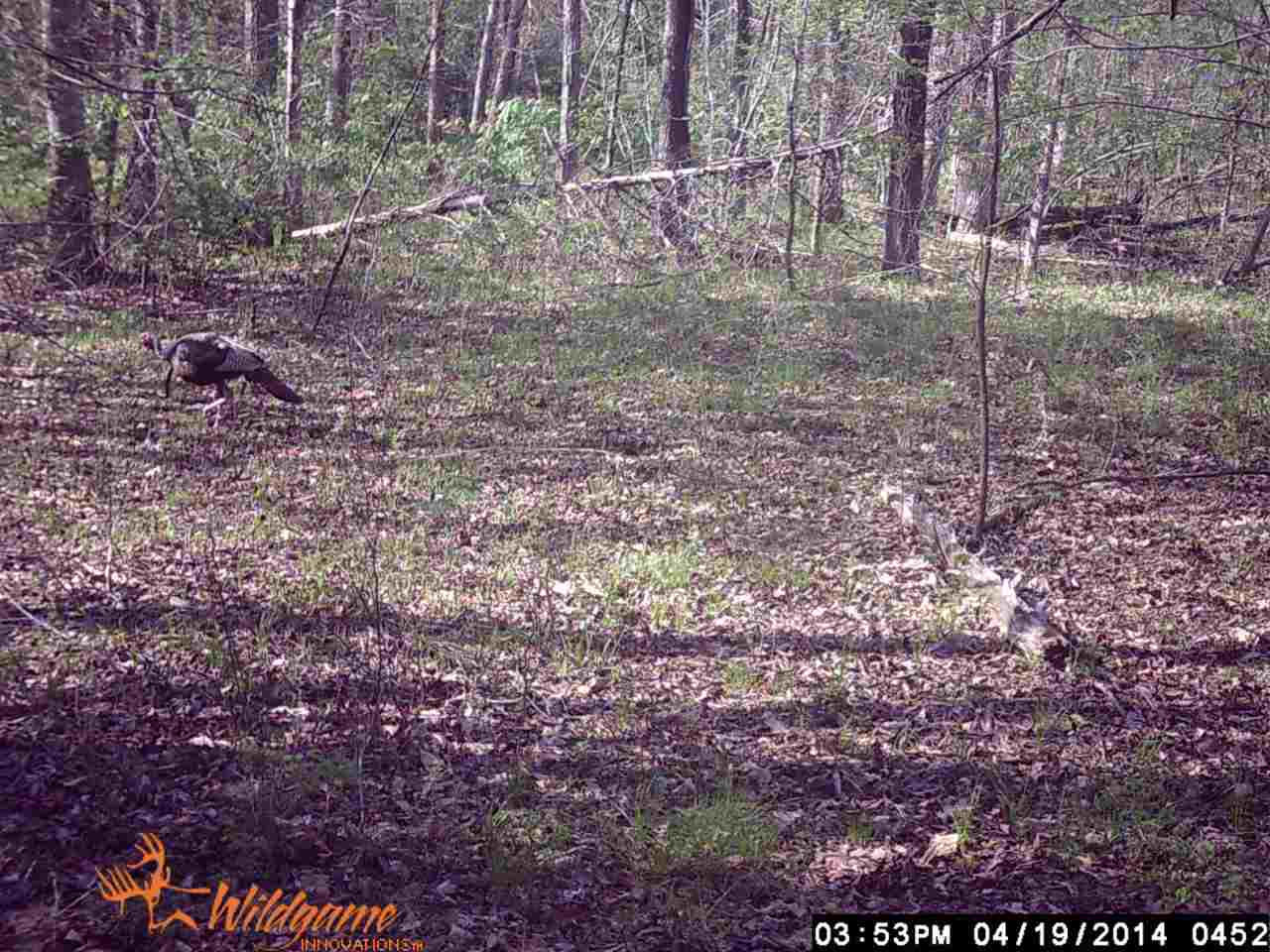70 Acres +/- Sunset Ridge, Cave City, AR 72521