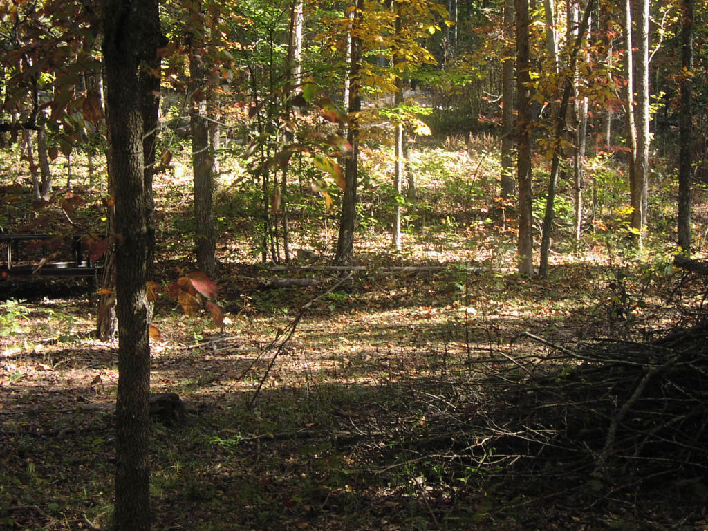 8465 County Road, Parthenon, AR 72666