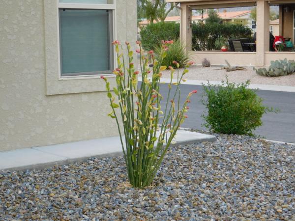 Montesa at Gold Canyon7373 E US HWY 60 #343Gold Canyon, AZ 85118