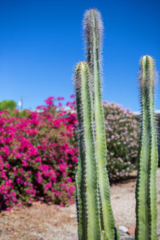 8520 E ALDER Avenue, Mesa, AZ 85208