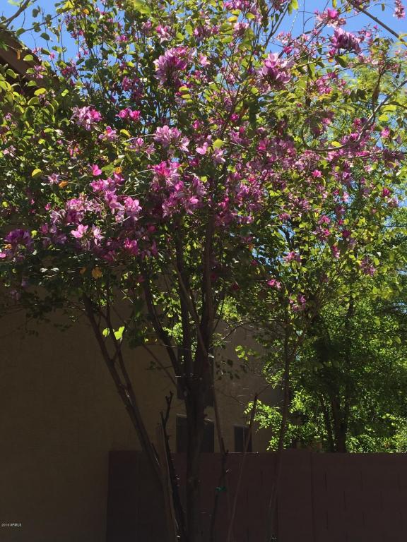 1645 E Coconino Drive, Chandler, AZ 85249