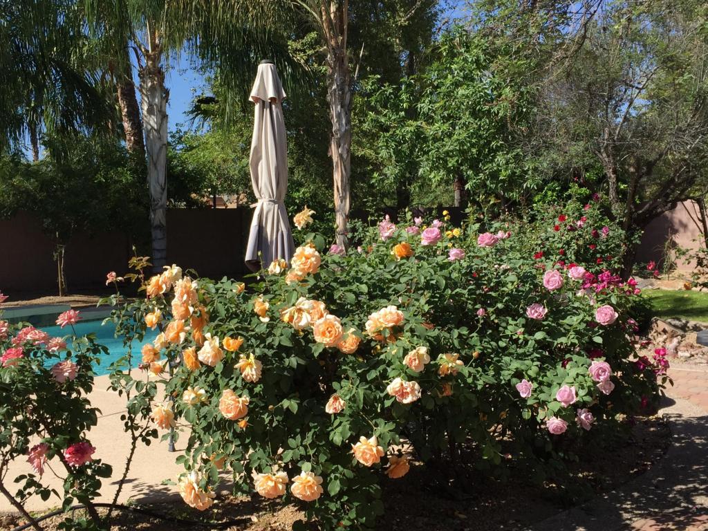 1645 E Coconino Drive, Chandler, AZ 85249