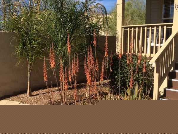 Shadow Mountain Village8780 E Mckellips #172Scottsdale, AZ 85257