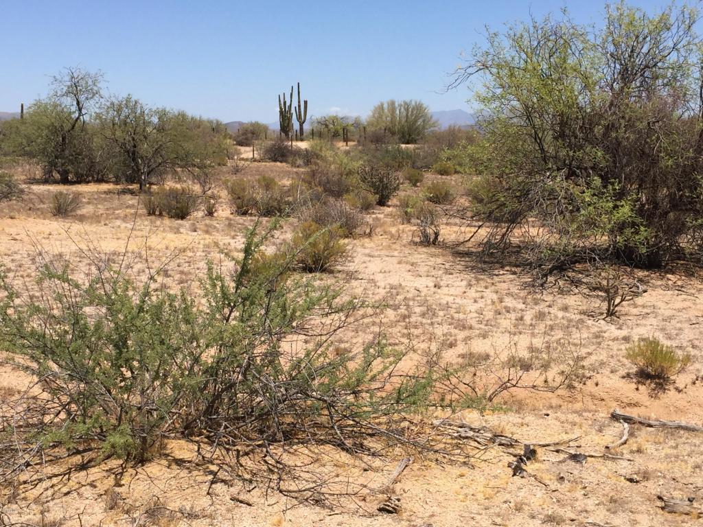 39909 N 142 Street, Scottsdale, AZ 85262