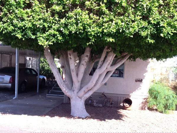 Friendly Acres MHP2779 W 8th StYuma, AZ 85364