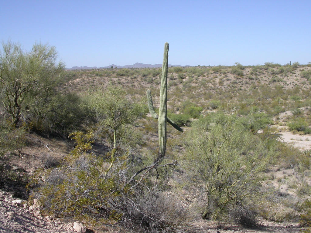 00 W LARREA Trail, Wickenburg, AZ 85390