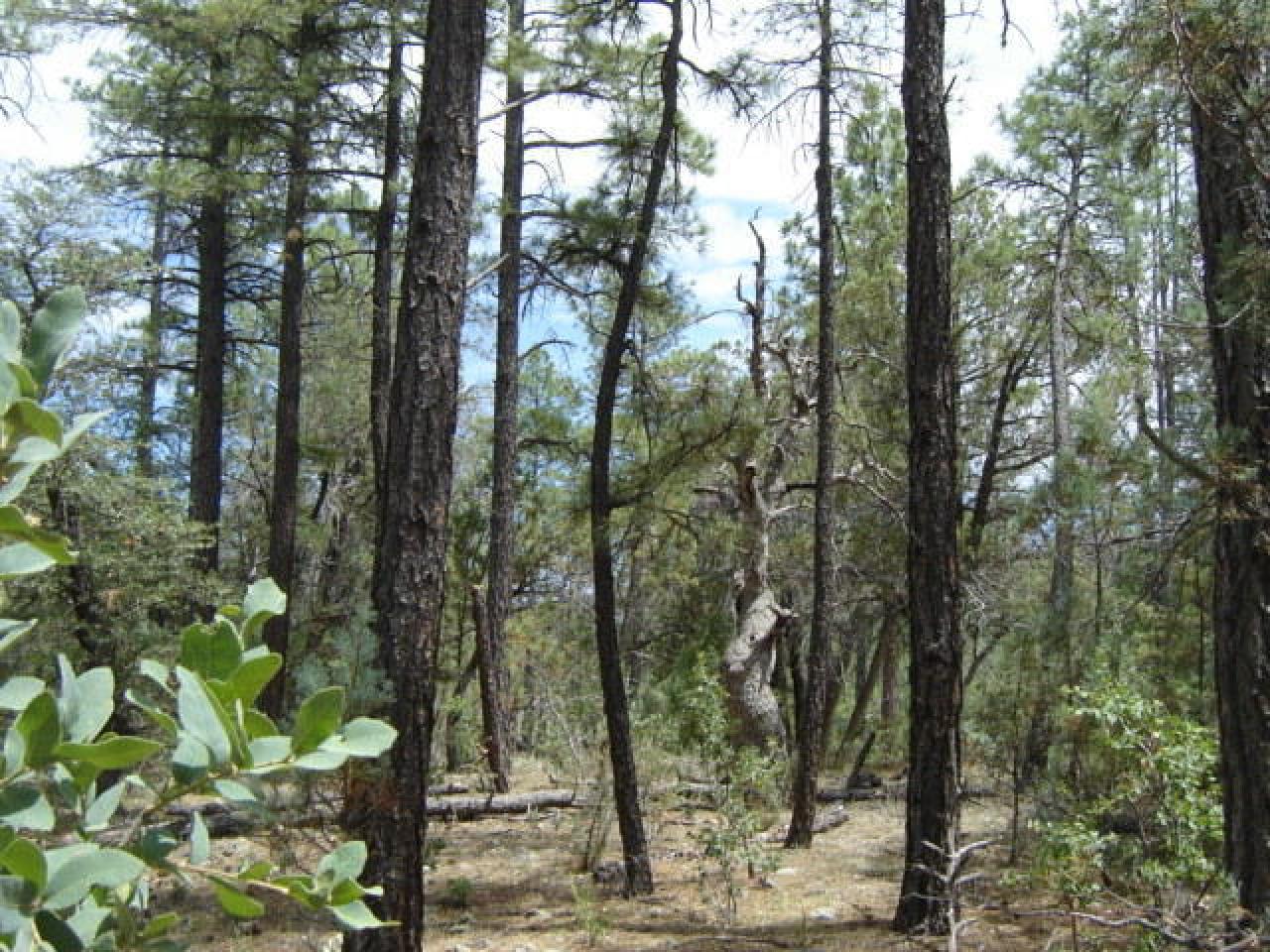 Lot 40 Wipila Wiki Drive, Payson, AZ 85541