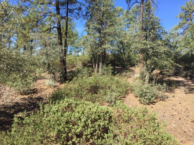602 S PINE STRM Stream, Payson, AZ 85541