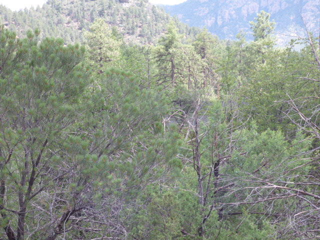 55 W Monument Trl, Star Valley, AZ 85541