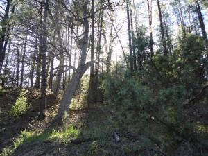 Lot 25 Blackfoot, Payson, AZ 85541