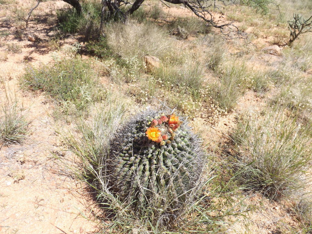 1620 S Desert Senna, Benson, AZ 85602