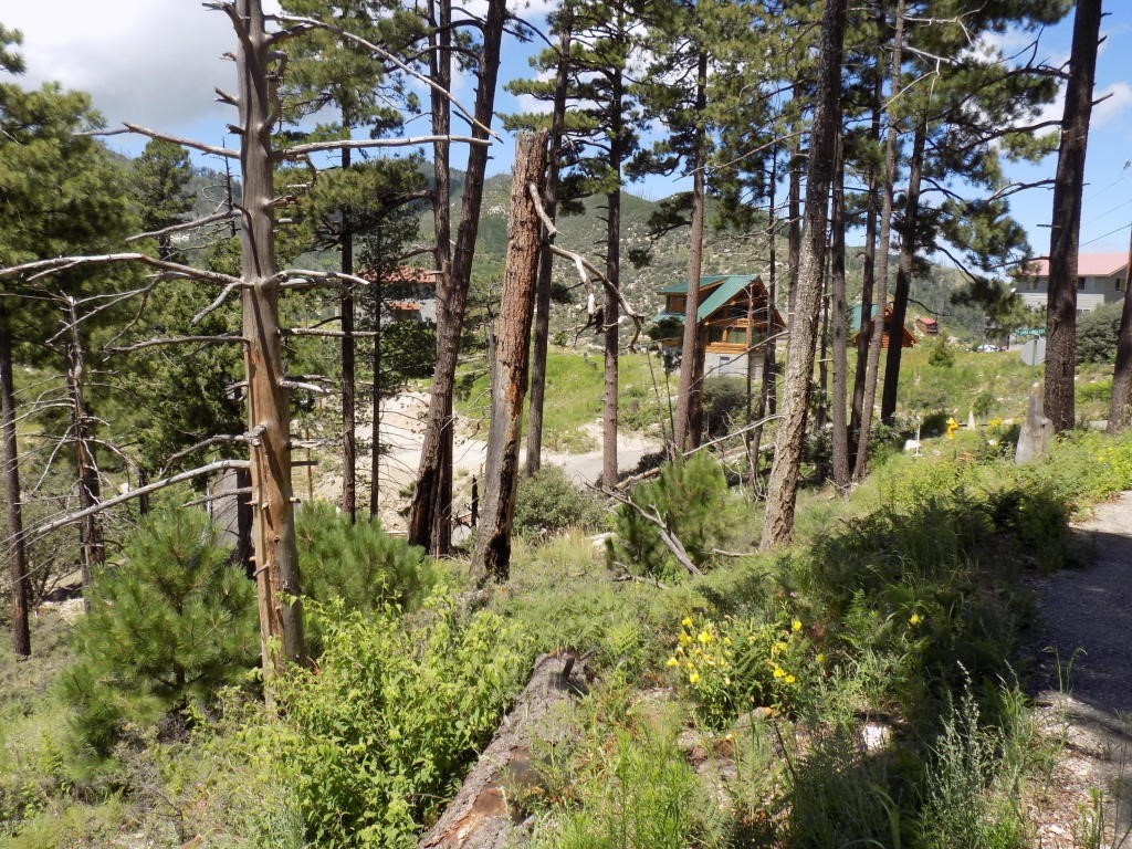 Loma Linda Extension Lot 3, Mt. Lemmon, AZ 85619