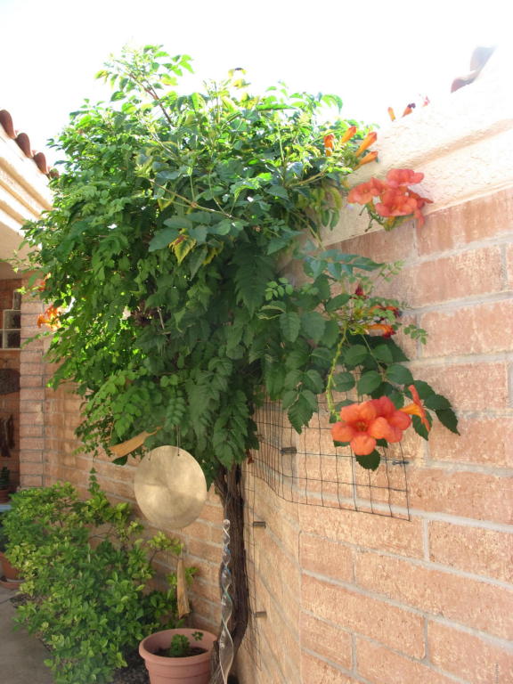 1519 W Acala, Green Valley, AZ 85622