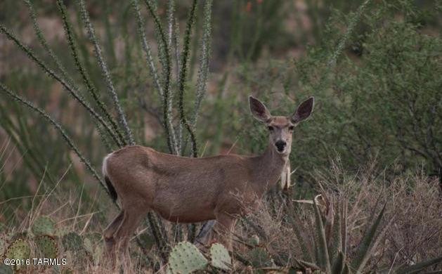 None Assigned, Vail, AZ 85641