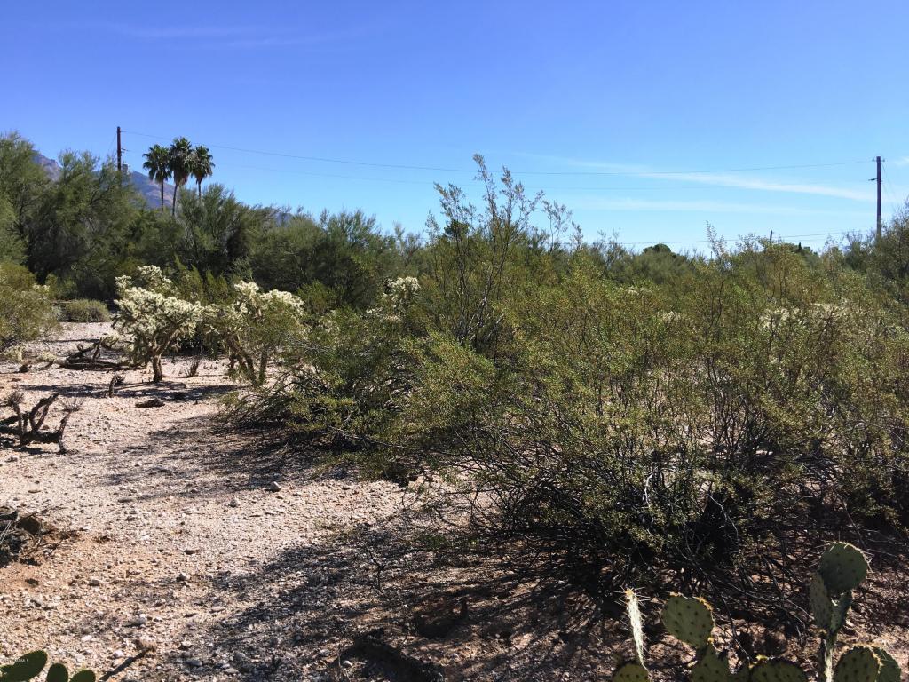 6618 N Casas Adobes, Tucson, AZ 85704