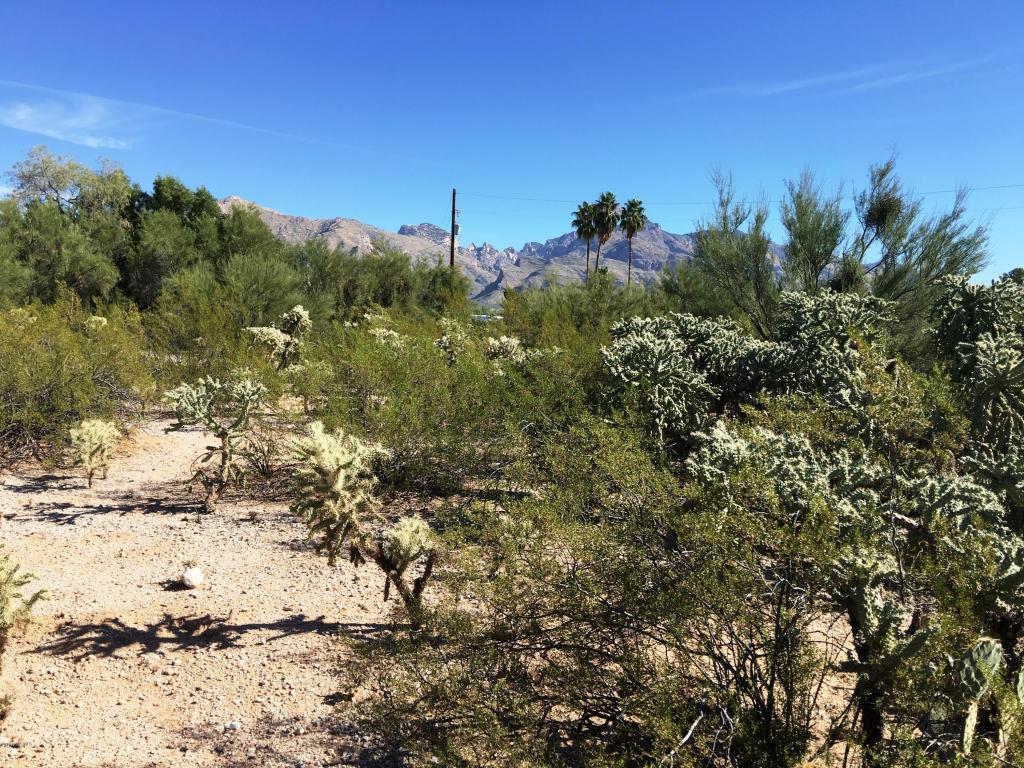 6618 N Casas Adobes, Tucson, AZ 85704