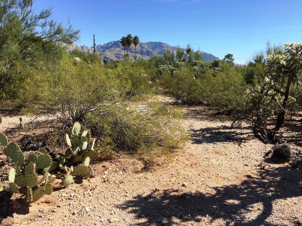 6618 N Casas Adobes, Tucson, AZ 85704