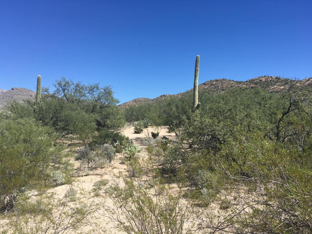 12441 E Fireweed, Tucson, AZ 85749