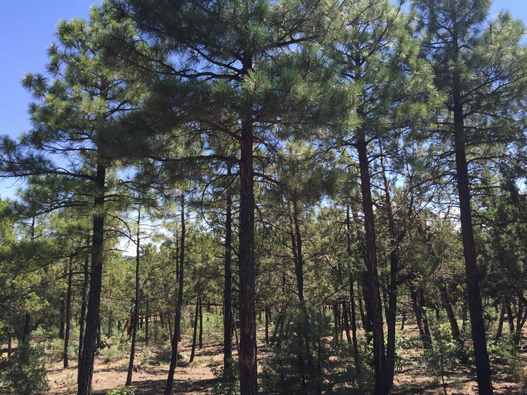 2100 S BIRCH Lane, Show Low, AZ 85901