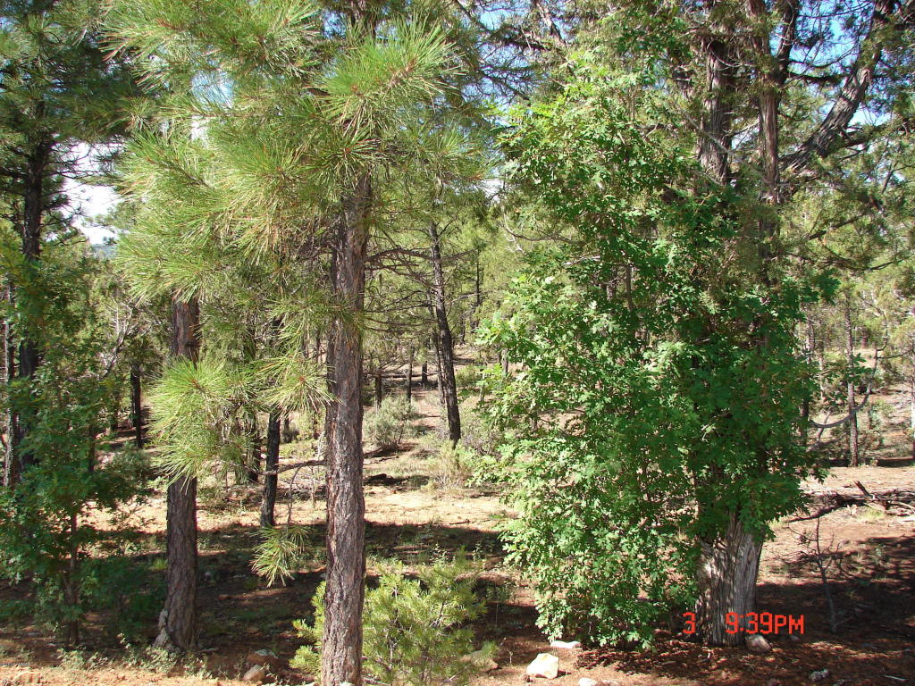 1540 N Stagecoach Circle, Show Low, AZ 85901