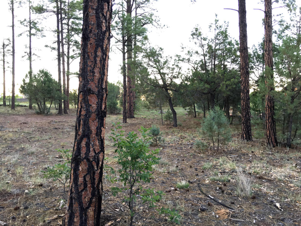 300 W Creekwood Lane, Show Low, AZ 85901
