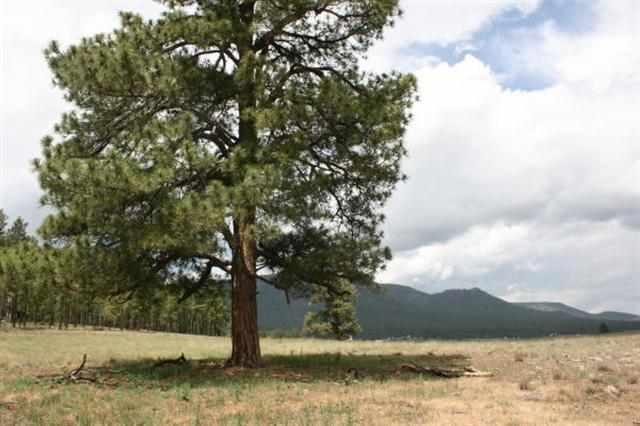 001T CR N2157, Alpine, AZ 85920