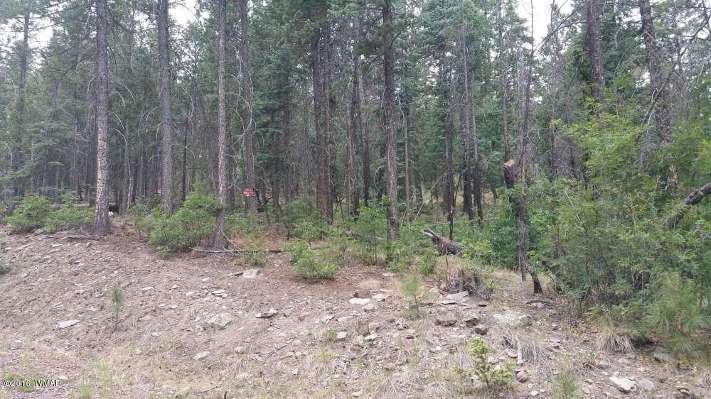 Lot 1 Squaw Valley CR 2073, Alpine, AZ 85920