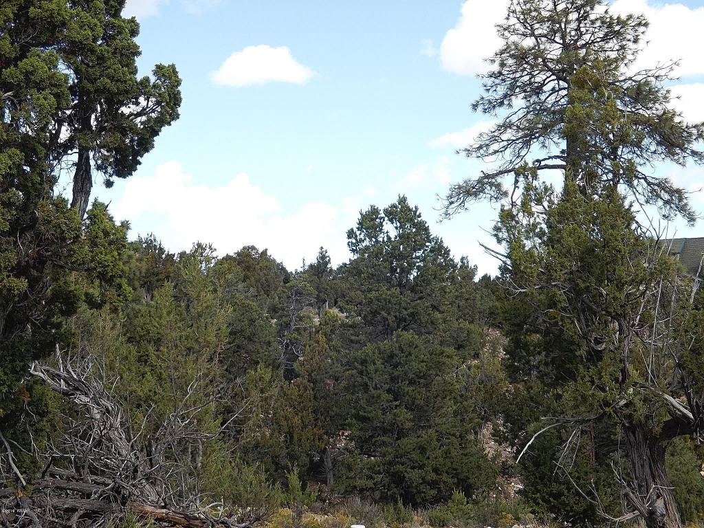1582 Echo Circle, Heber, AZ 85928