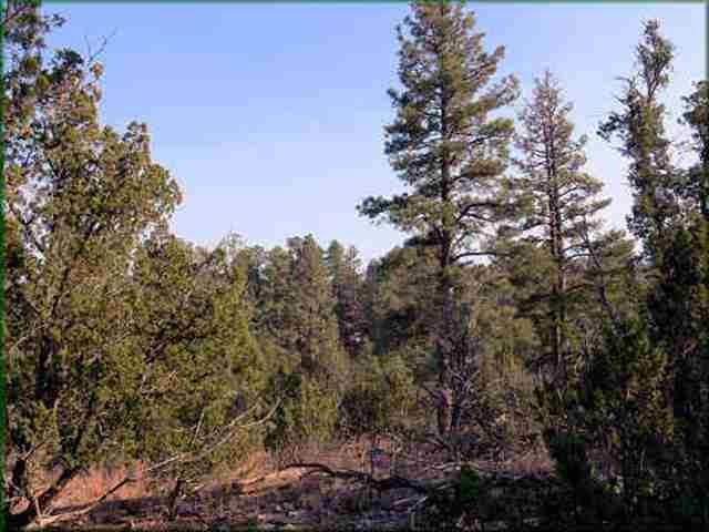 1948 Green Valley, Heber, AZ 85928