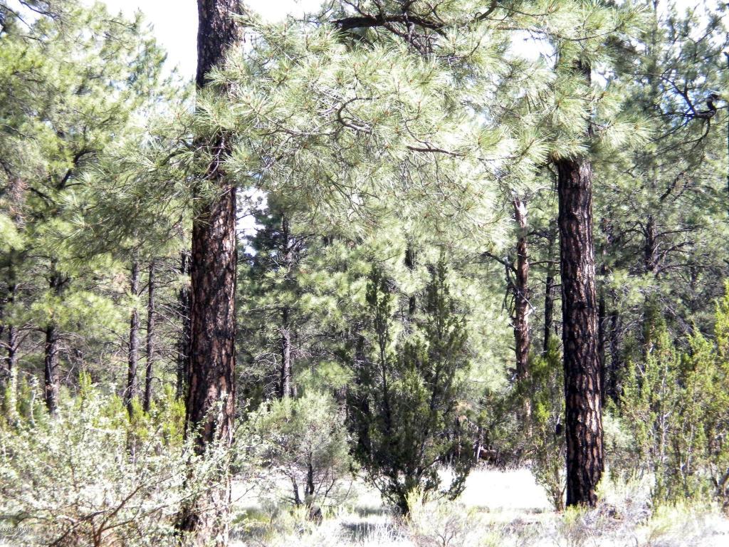 2889 Homestead Drive, Overgaard, AZ 85933