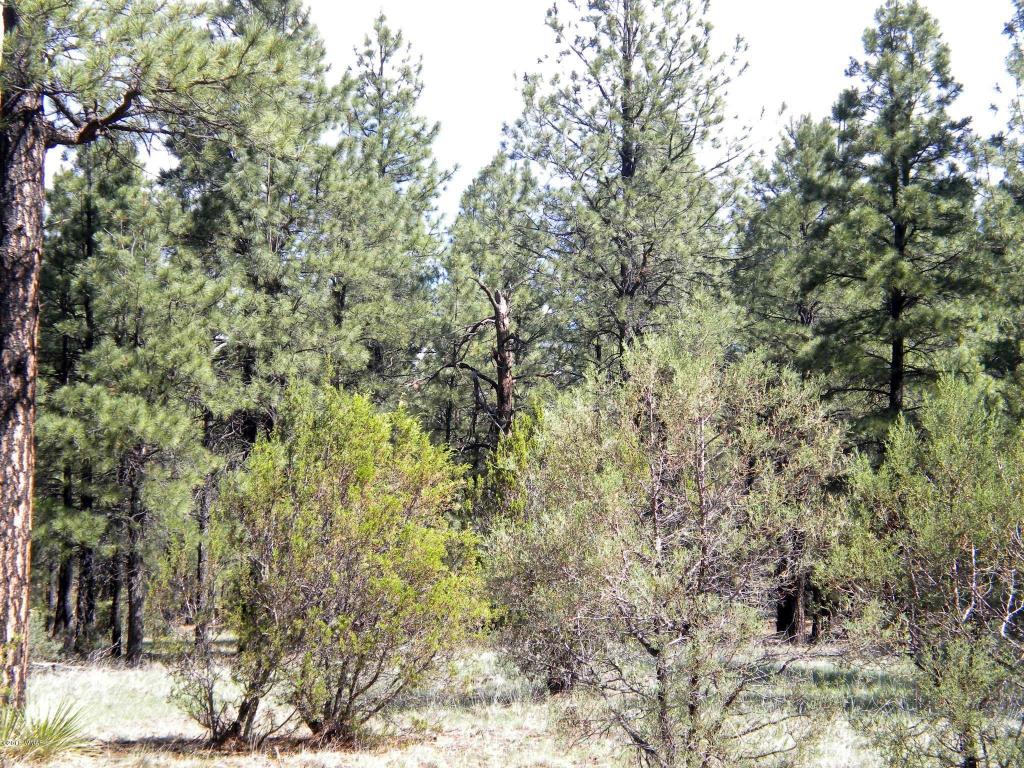 2889 Homestead Drive, Overgaard, AZ 85933