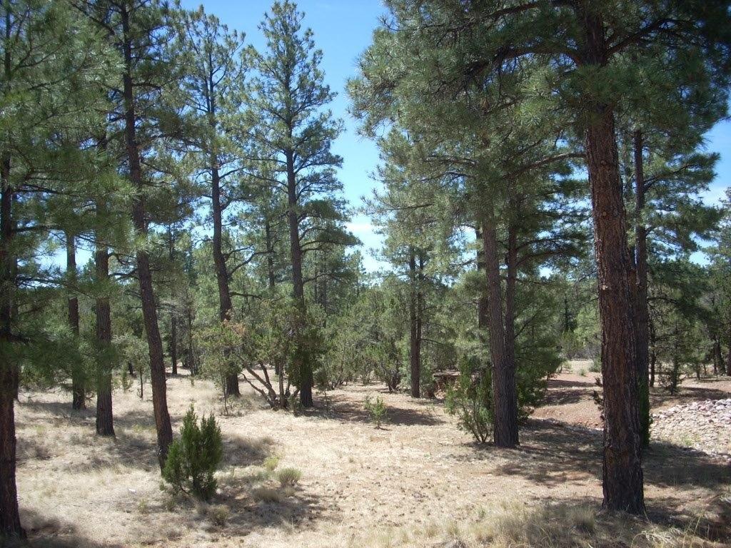 2755 CHANDELLE, Overgaard, AZ 85933