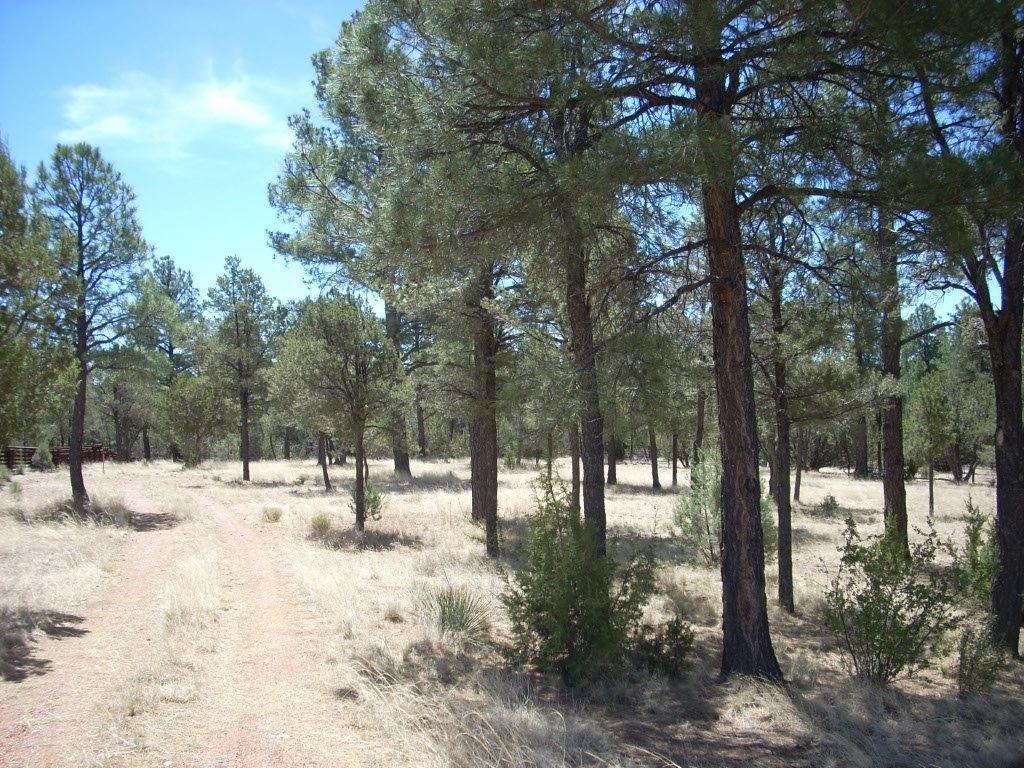 2755 CHANDELLE, Overgaard, AZ 85933