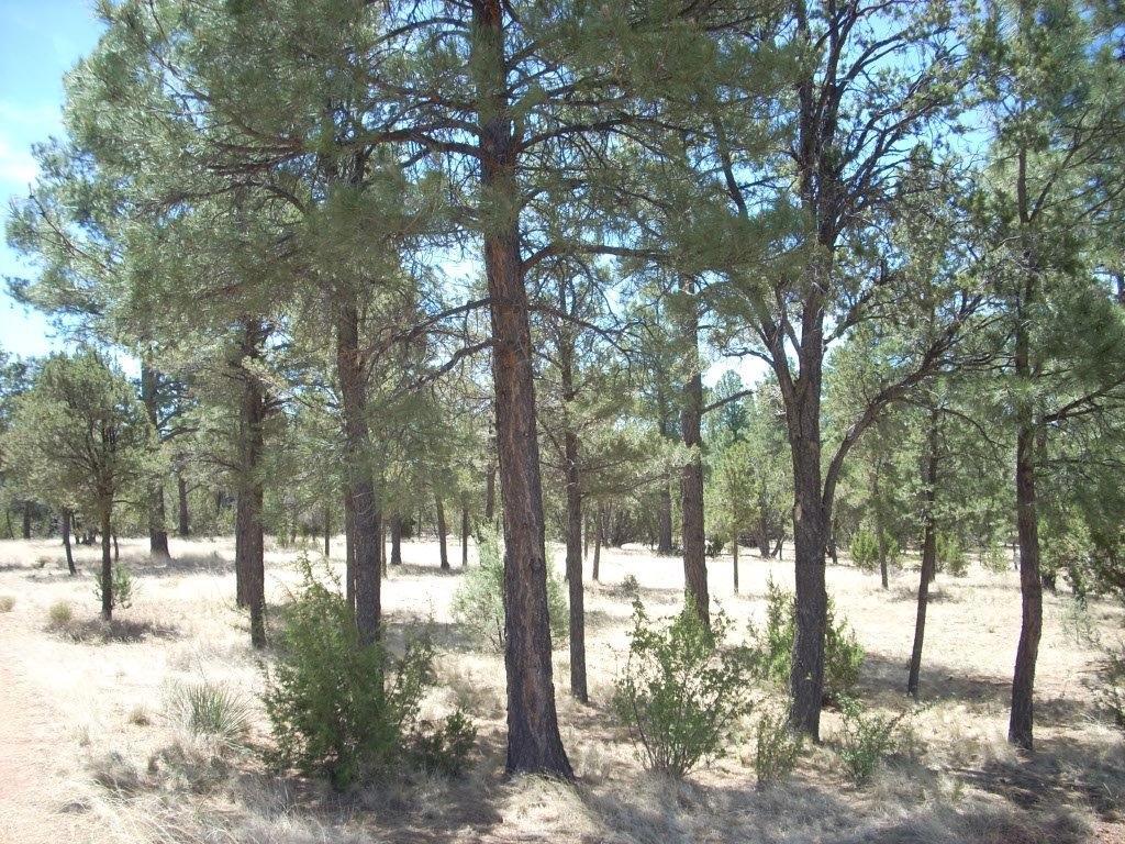 2755 CHANDELLE, Overgaard, AZ 85933