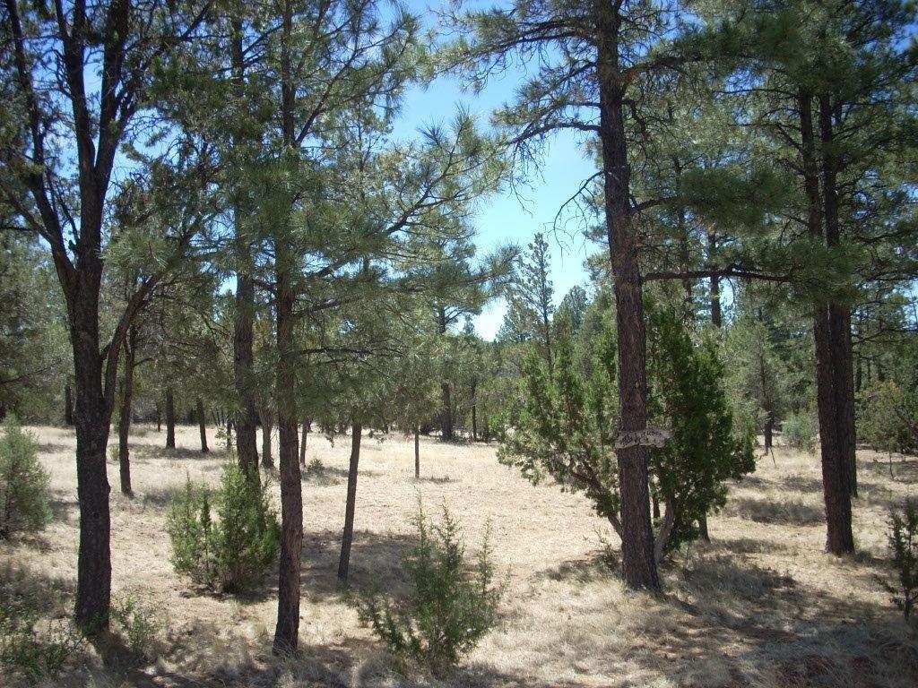 2755 CHANDELLE, Overgaard, AZ 85933
