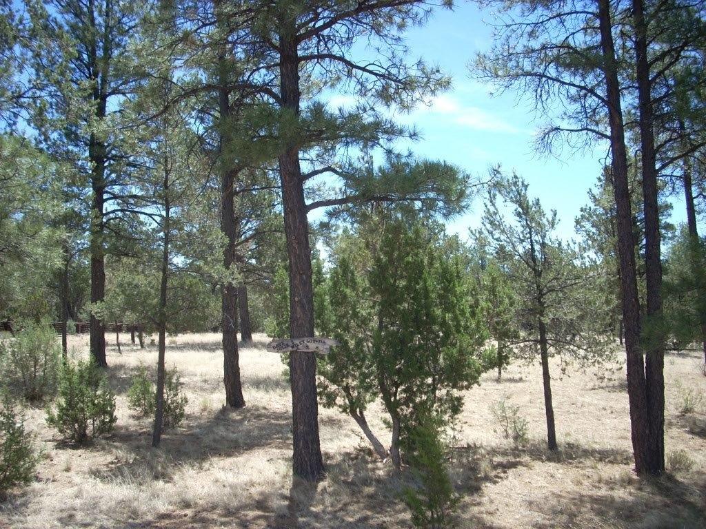 2755 CHANDELLE, Overgaard, AZ 85933