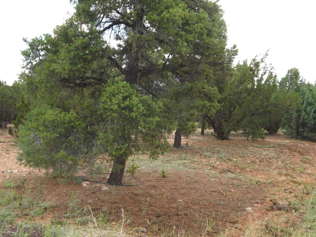 2802 CHANDELLE Lane, Overgaard, AZ 85933