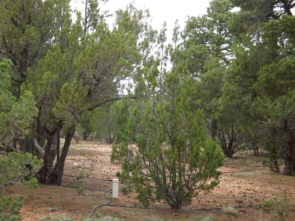 2802 CHANDELLE Lane, Overgaard, AZ 85933