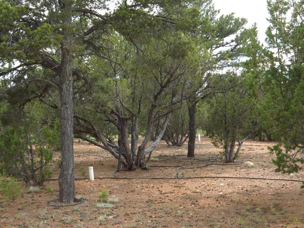 2802 Chandelle Lane, Overgaard, AZ 85933