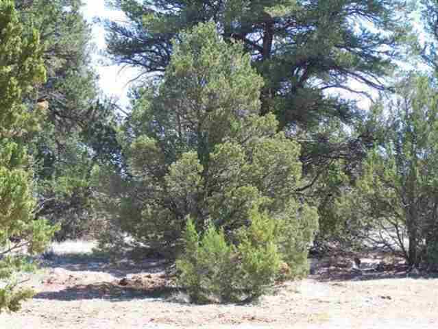 3355 Tonto Drive, Overgaard, AZ 85933