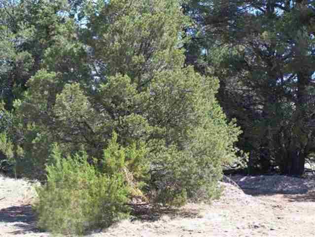 3355 Tonto Drive, Overgaard, AZ 85933