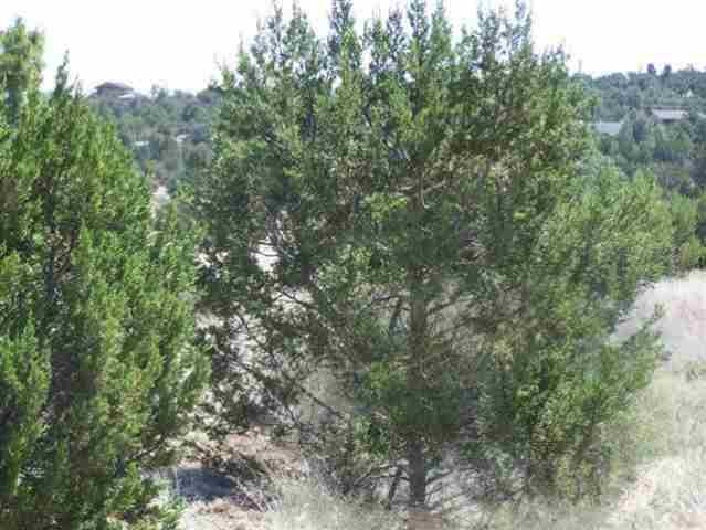 3355 Tonto Drive, Overgaard, AZ 85933