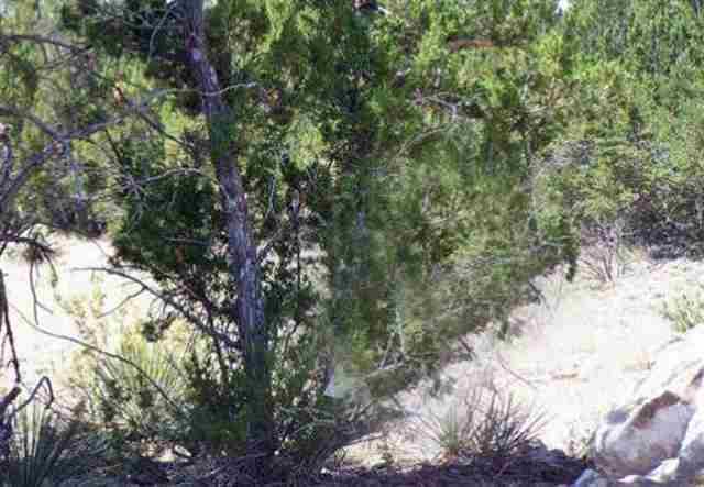 3355 Tonto Drive, Overgaard, AZ 85933