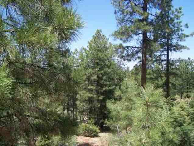 2846 Thunderbird Way, Overgaard, AZ 85933