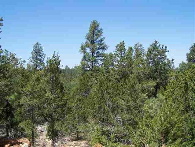 2846 Thunderbird Way, Overgaard, AZ 85933