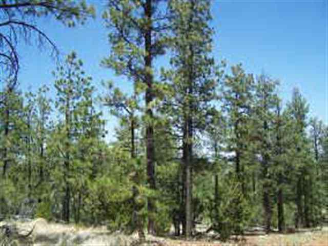 2846 Thunderbird Way, Overgaard, AZ 85933