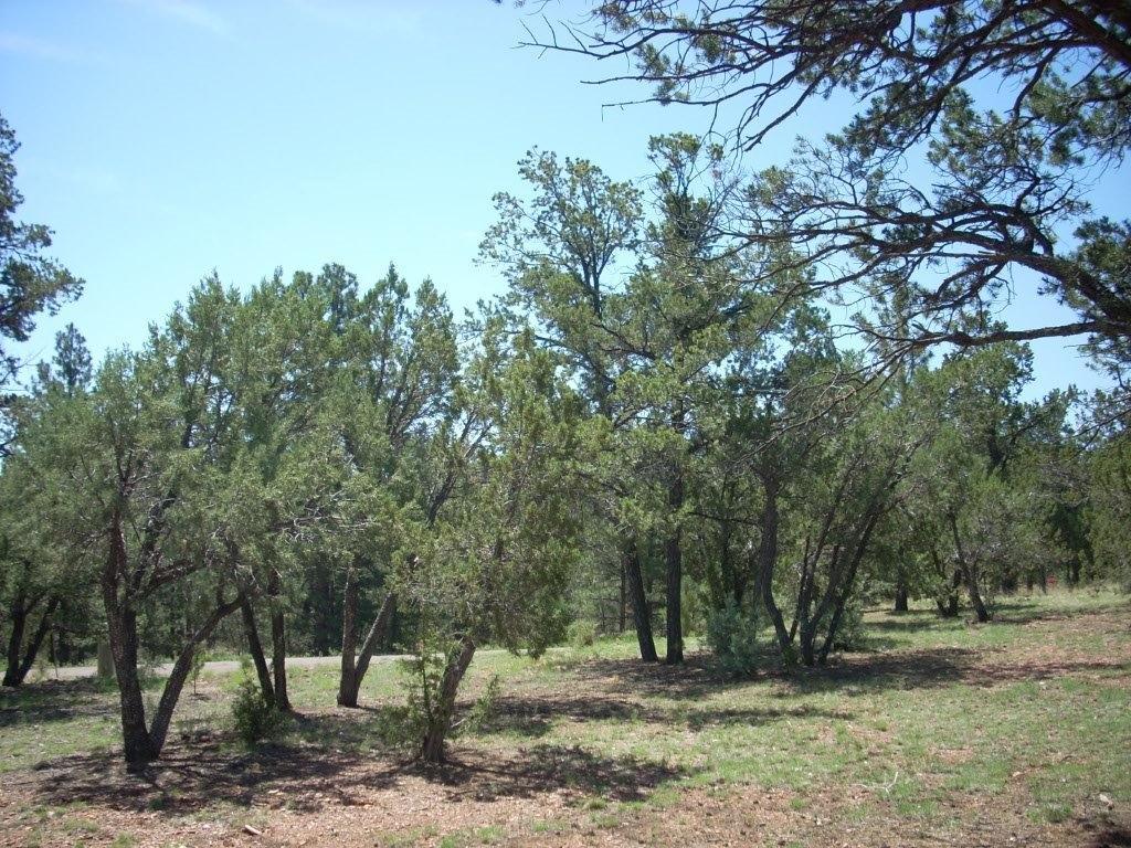2836 Thunderbolt Circle, Overgaard, AZ 85933