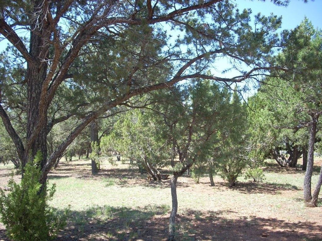2836 Thunderbolt Circle, Overgaard, AZ 85933