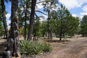 2032 Jones Pass, Overgaard, AZ 85933
