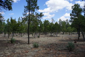 2032 Jones Pass, Overgaard, AZ 85933